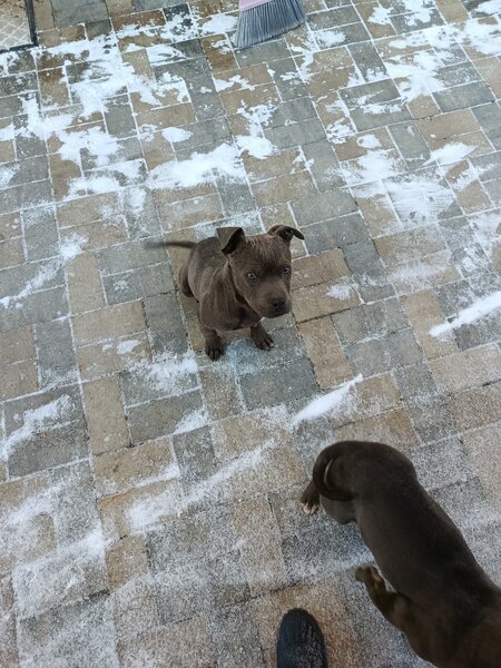 Vand 2 puiuti American Bully.