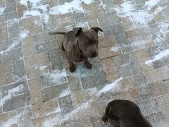 Vand 2 puiuti American Bully