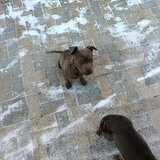 Vand 2 puiuti American Bully